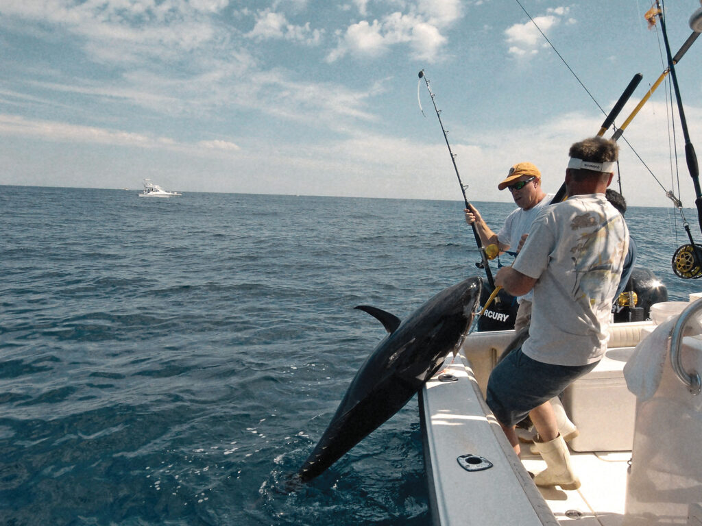 Bluefin tuna being gaffed