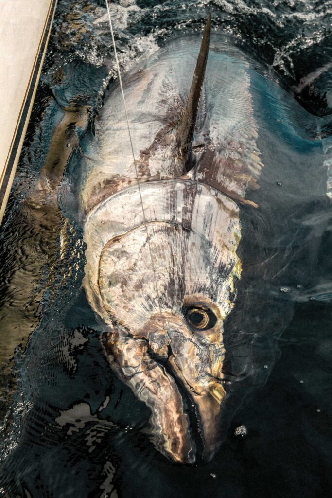 Bluefin tuna being reeled in