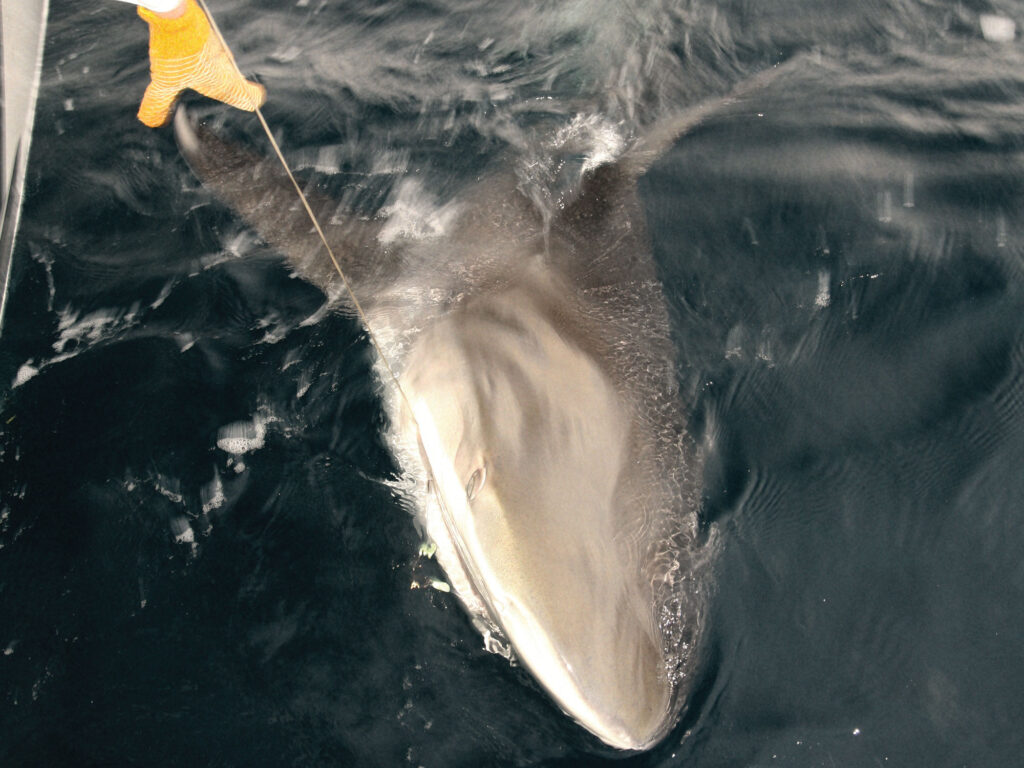 Shark on the line