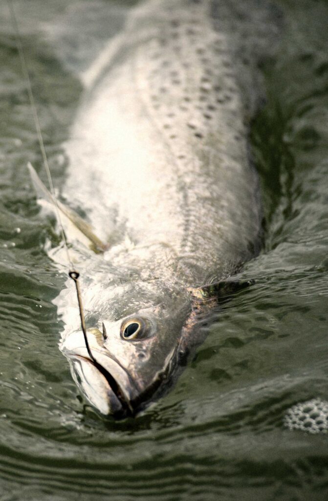 Texas seatrout being reeled in