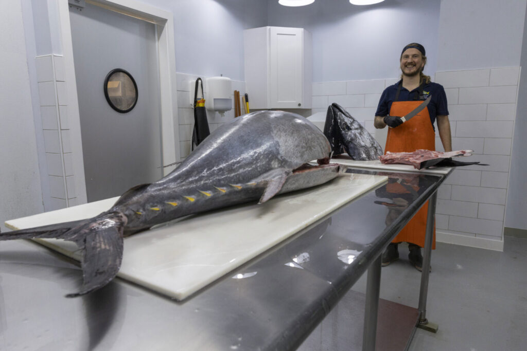 Large bluefin tuna on the slab