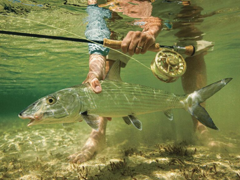 Releasing a bonefish