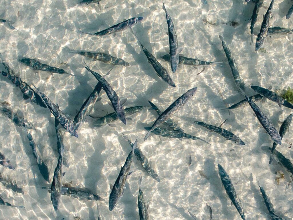 School of bonefish