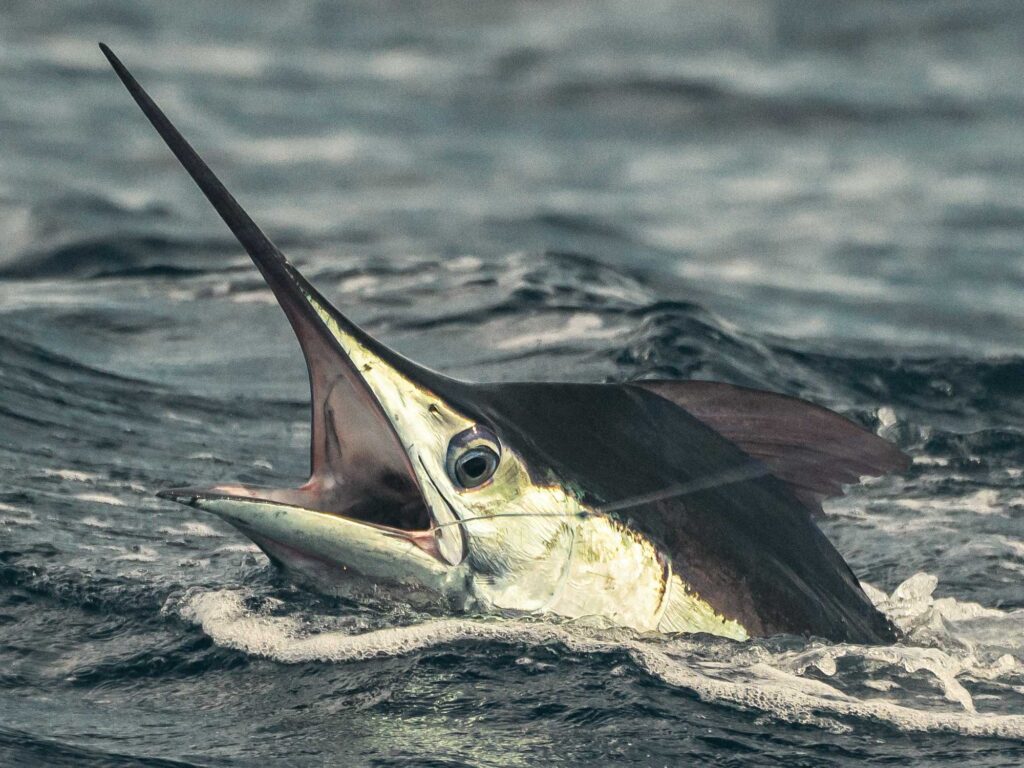 White marlin hooked up