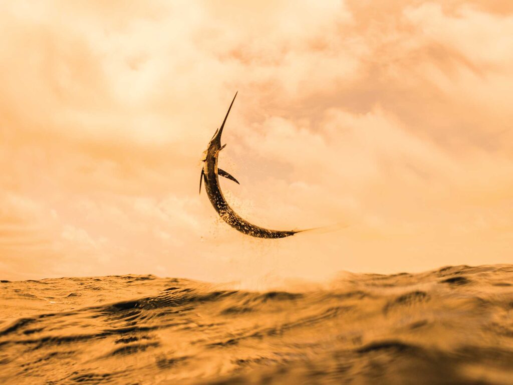 Sailfish jumping out of the water