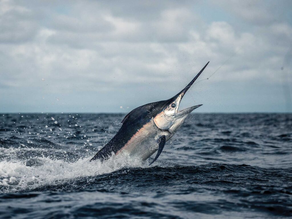 Billfish off South Carolina