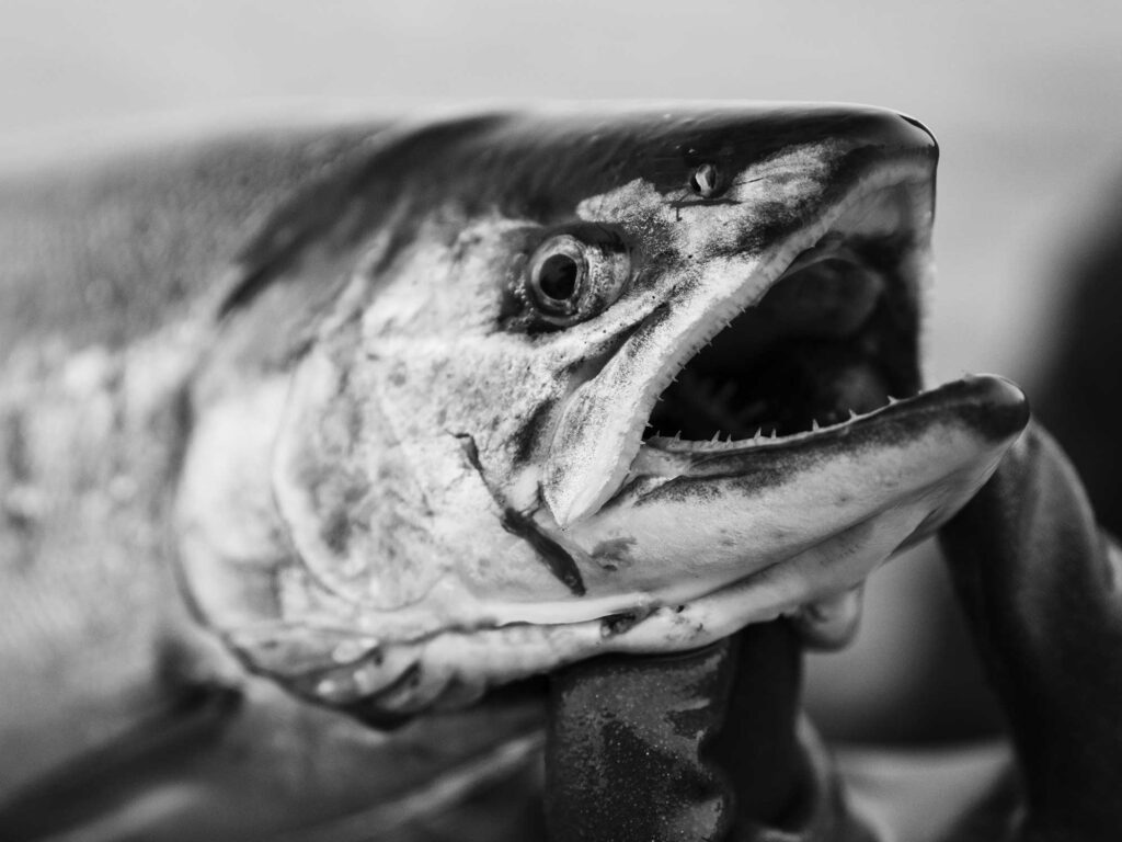 King salmon caught in Sitka
