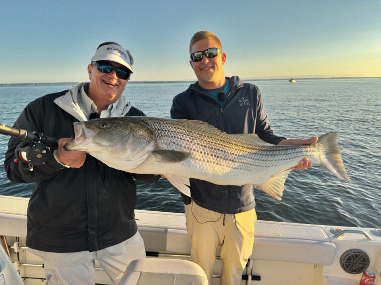 Large striped bass caught in Connecticut
